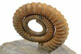 Early Devonian Ammonite (Anetoceras) - Tazarine, Morocco #249254-3